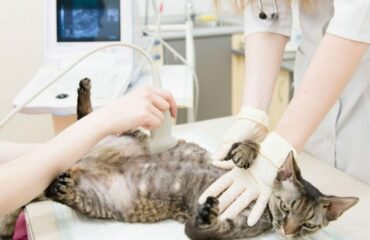УЗД черевної порожнини для кішки у Харкові