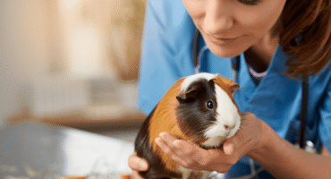 Стерилізація морських свинок. Новий підхід