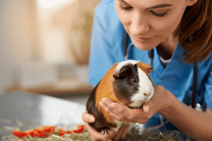 Стерилізація морських свинок. Новий підхід