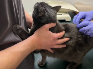 Стан шерсті улюбленця: від жирності до ламкості