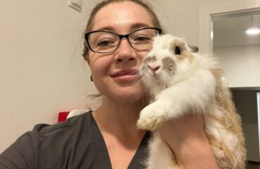 Кролики. Як правильно утримувати і чим годувати? Кролики. Як правильно утримувати і чим годувати?