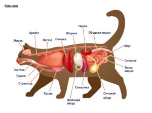 Захворювання жовчного міхура у тварин