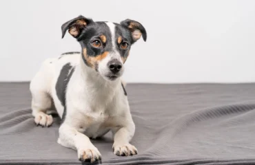 джек-рассел-терьеры До яких захворювань схильні джек-рассел-тер’єри?