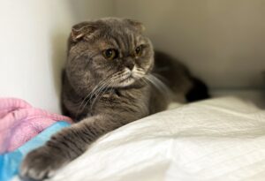 Санація ротової порожнини у котів і собак