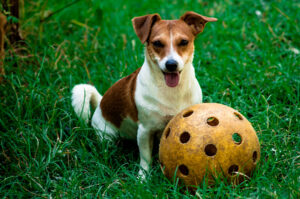 До яких захворювань схильні джек-рассел-тер’єри?