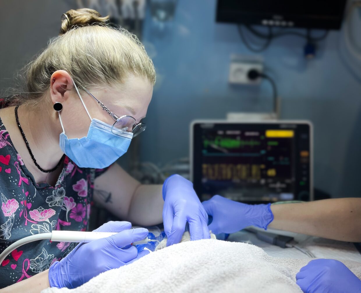 Санація ротової порожнини у котів і собак