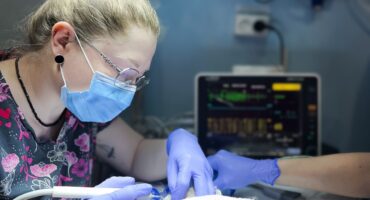 Санація ротової порожнини у котів і собак