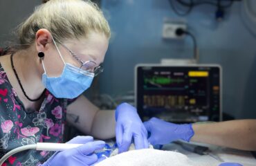 51 Санація ротової порожнини у котів і собак