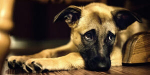 Піометра у собаки. Як швидко її треба прооперувати?