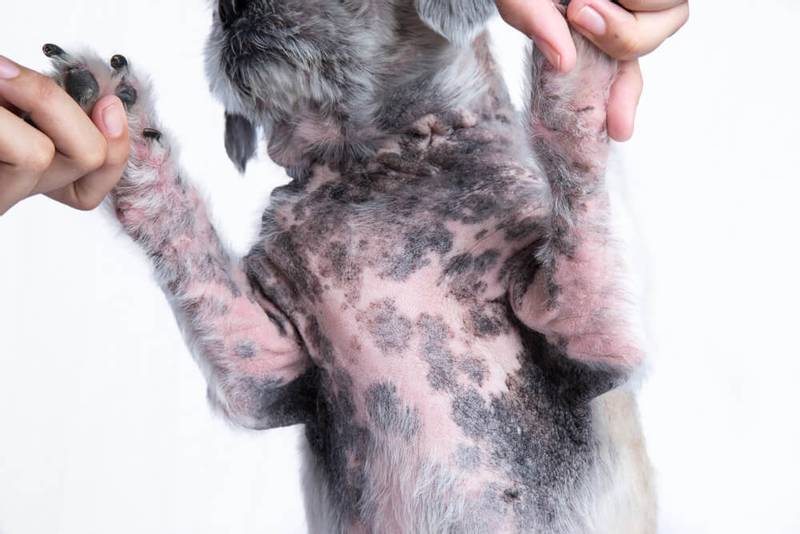 Шкірні захворювання у кішок та собак. Чому з'являються?