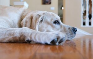 Як колір ясен і слизових допомагає розпізнати проблеми зі здоров'ям у тварини?