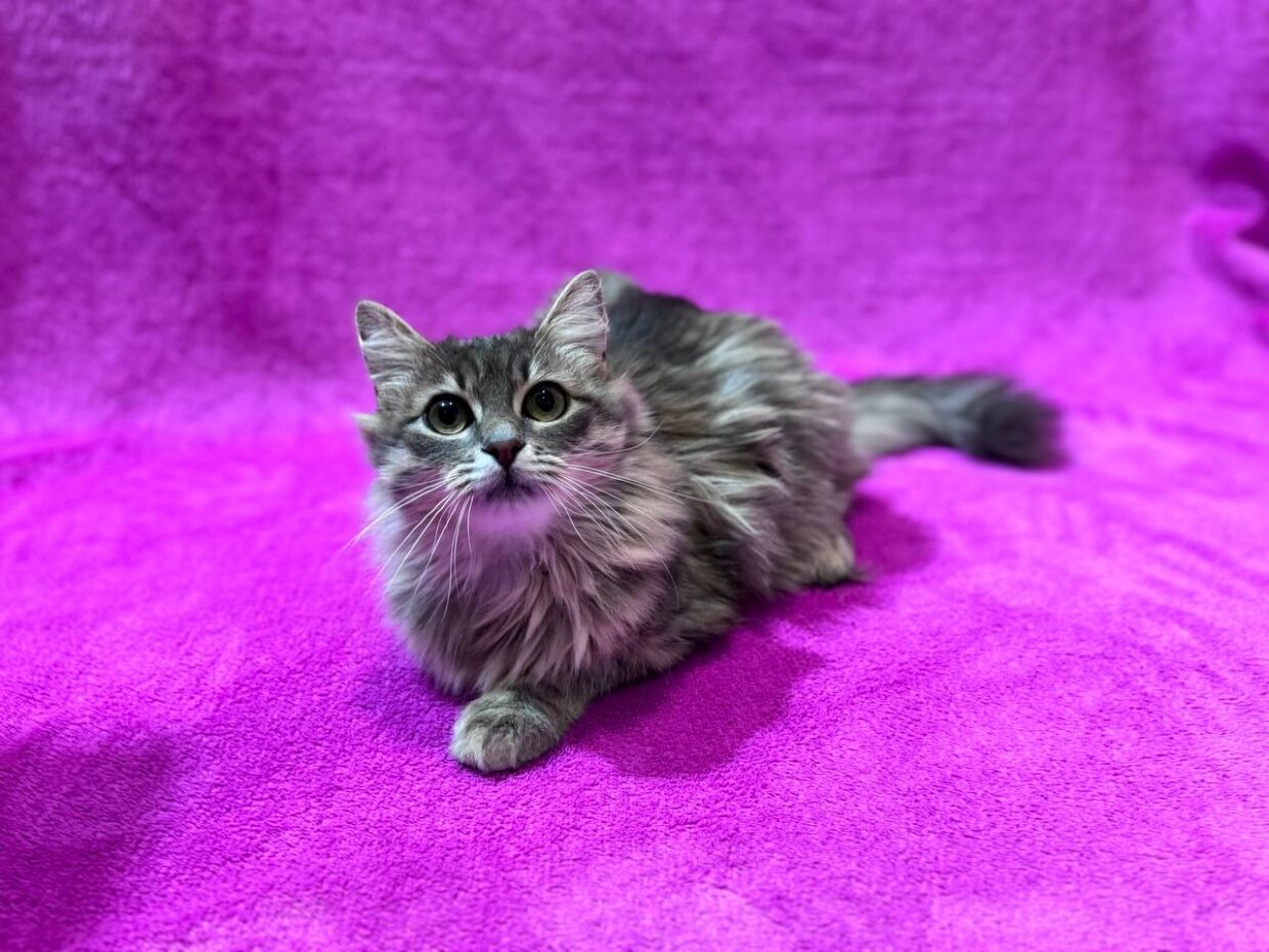 Календар щеплень кошенят і котів