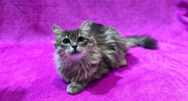 Календар щеплень кошенят і котів