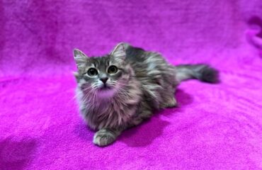 Календарь прививок Календар щеплень кошенят і котів