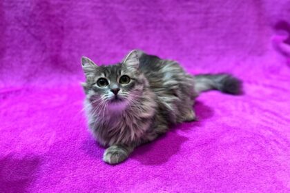 Календар щеплень кошенят і котів