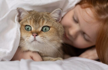 Топ-5 порід кішок для сім’ї Топ-5 порід кішок для сім’ї