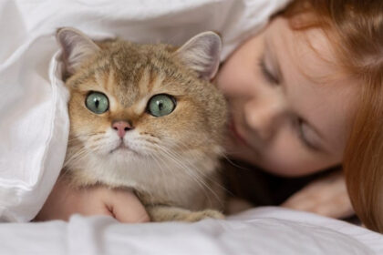 Топ-5 порід кішок для сім’ї