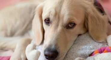 Піометра у собаки. Як швидко її треба прооперувати?