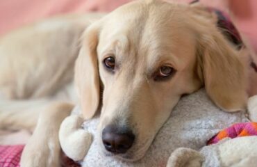 Піометра у собаки. Як швидко її треба прооперувати?