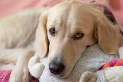 Піометра у собаки. Як швидко її треба прооперувати?