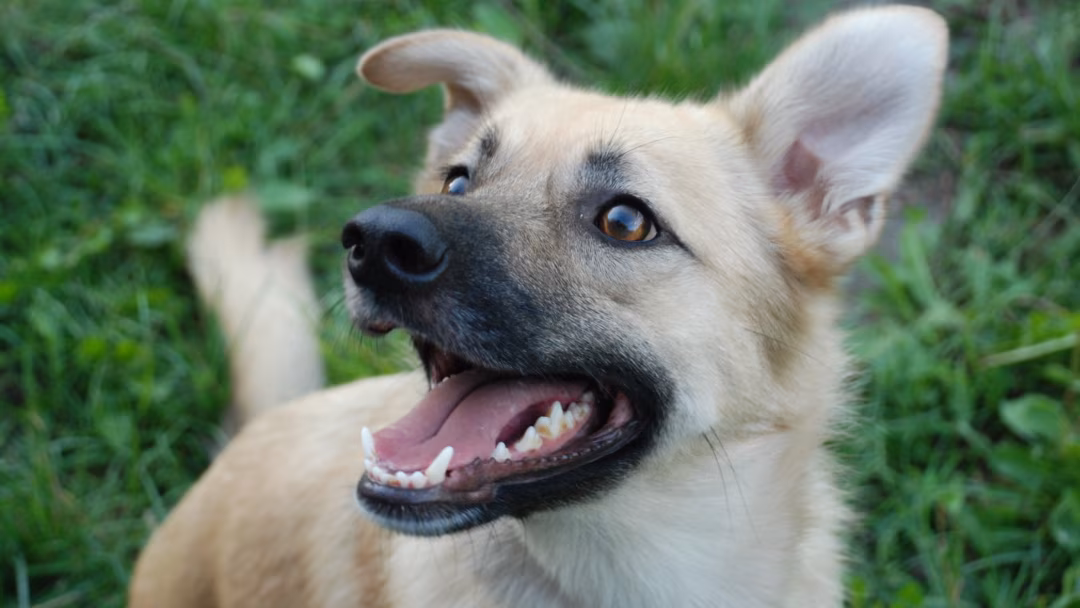 Безпородні тварини, чи є ціна любові?