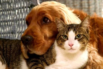 Уретростомія у котів та собак