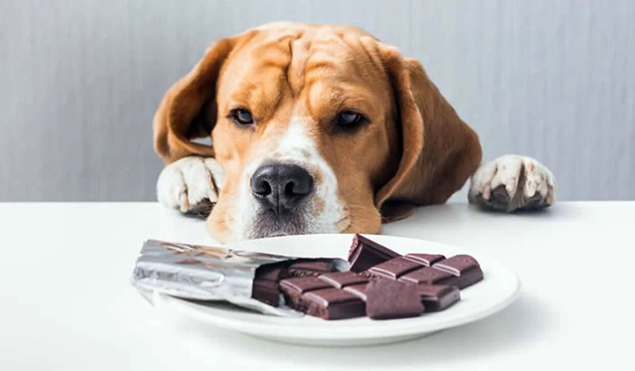 ТОП 10 небезпечних продуктів для собак і котів