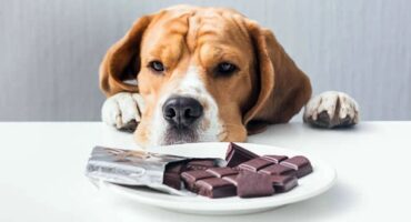 ТОП 10 небезпечних продуктів для собак і котів