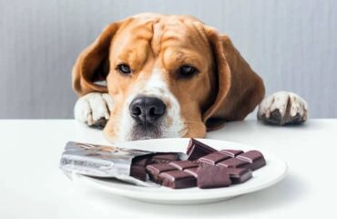 ТОП 10 небезпечних продуктів для собак і котів