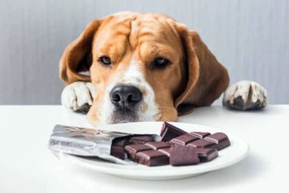 ТОП 10 небезпечних продуктів для собак і котів