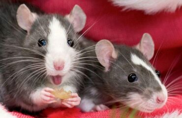 Кастрація і стерилізація гризунів: коли потрібно і чи всім обов’язково