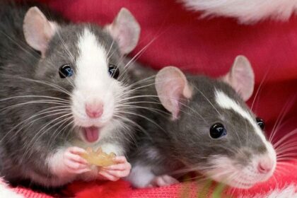 Кастрація і стерилізація гризунів: коли потрібно і чи всім обов’язково