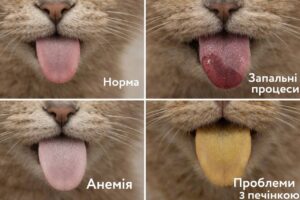 Що може розказати язик тварини: важливі сигнали для власників