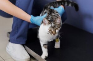 Кастрація кота. 5 порад господарям