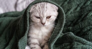 Пухлини у тварин. Що буде якщо їх не видаляти?