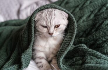 Опухоли у животных. Что будет, если их не удалять? Пухлини у тварин. Що буде якщо їх не видаляти?