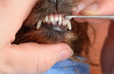 Запущений зубний камінь у собаки
