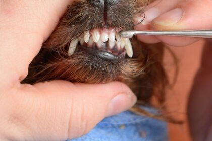 Запущений зубний камінь у собаки