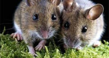 Кастрація і стерилізація гризунів: коли потрібно і чи всім обов’язково