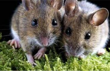 Кастрація і стерилізація гризунів: коли потрібно і чи всім обов’язково Кастрація і стерилізація гризунів: коли потрібно і чи всім обов’язково