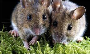 Кастрація і стерилізація гризунів: коли потрібно і чи всім обов’язково