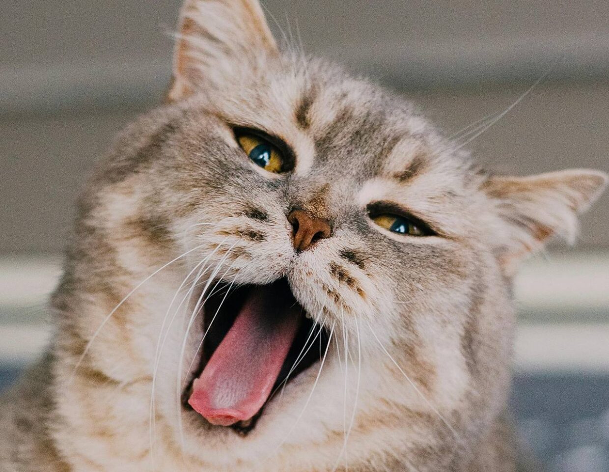 Що може розказати язик тварини: важливі сигнали для власників