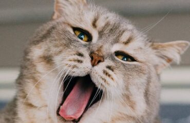 56 Що може розказати язик тварини: важливі сигнали для власників