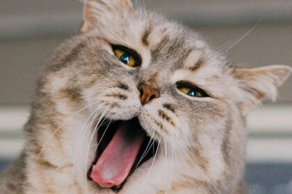 Що може розказати язик тварини: важливі сигнали для власників