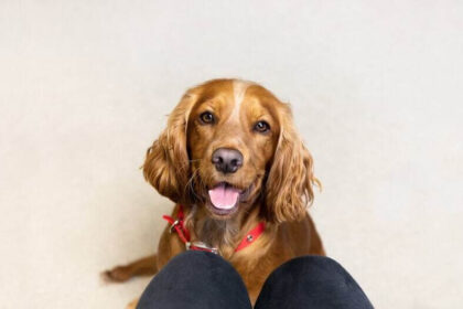 Гостра ниркова недостатність у собак та котів