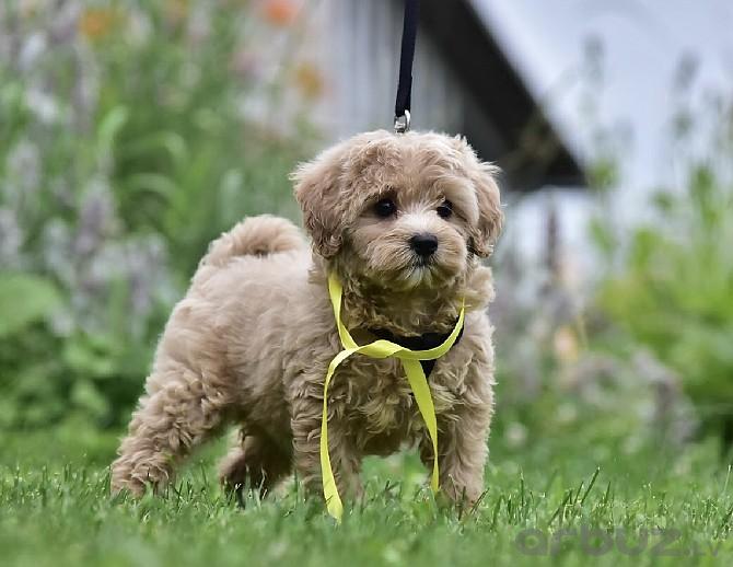 лікар-репродуктолог