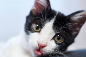 Що може розказати язик тварини: важливі сигнали для власників