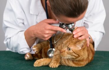 Захворювання вух у котів і собак
