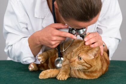 Захворювання вух у котів і собак