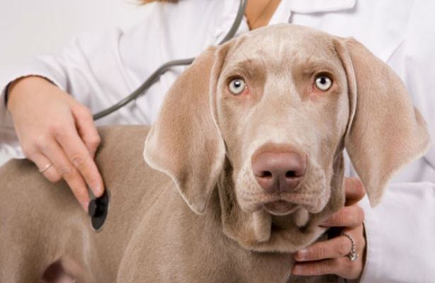 Вольєрний або пітомниковий кашель у собак